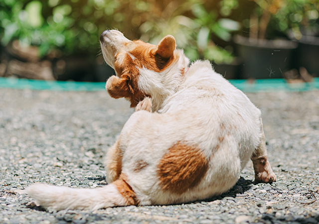 Understanding and managing allergies in dogs Understanding and managing allergies in dogs