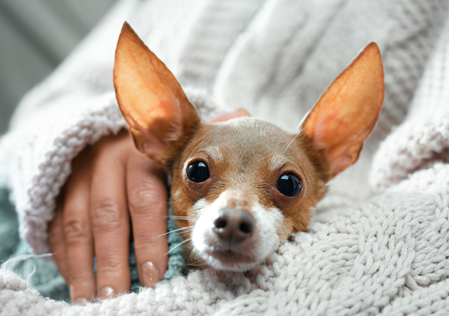 Helping your pet through thunderstorm anxiety Helping your pet through thunderstorm anxiety