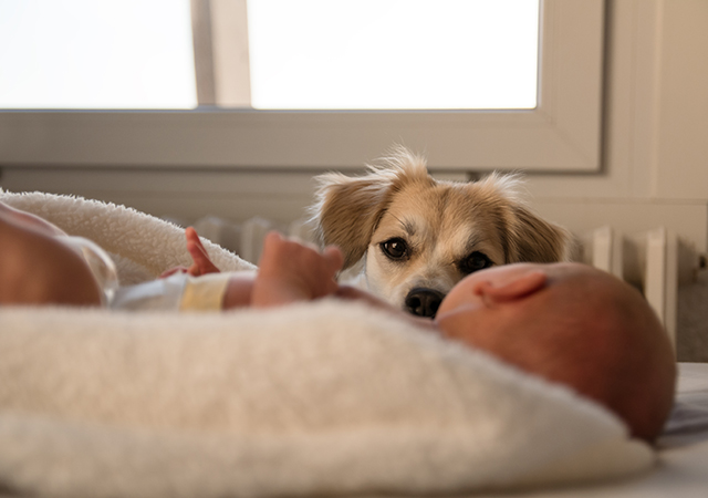 Helping your dog adjust to the arrival of a new (human) baby Helping your dog adjust to the arrival of a new (human) baby